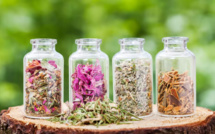 Plantes médicinales : atouts pour la naturopathie