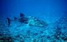 Environnement: vers l'extinction des requins et raies en Méditerranée