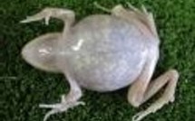 Une grenouille transparente pour l'imagerie génétique en temps réel