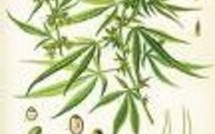 La consommation de cocaïne est en hausse  et en parallèle, le niveau de mortalité augmente