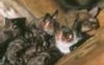 France: la Rage revient par la Vendée