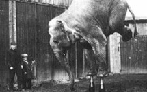 EditoWeb Actus: Nicolas Sarkozy, Chevènement, Dupont-Aignan  et les autres