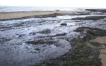 Mer Noire: bilan de la marée noire du 11 novembre.