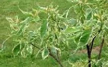 Editoweb de l'Insolite: Fillon et son cornouiller, Beckham et autres actus