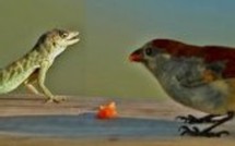 Dailymotion et YouTube trainés en justice par TF1