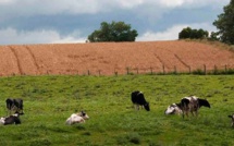 Crise agricole: quelles réponses?