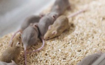 Diabète insulinodépendant: la prévention a l'étude