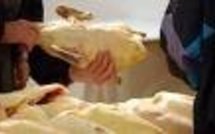 Présence d’un germe dans un lot de foie gras Montfort