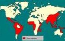 Actualités Monde du 05 jan. 2008