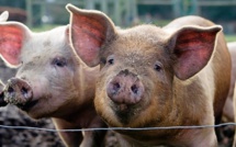 Faut-il respecter l'offre et la demande dans la filière alimentaire?