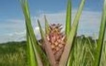 La curaua: une fibre végétale resistance, legerete et recyclabilite