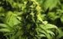 Stupéfiants: grosse prise pour la brigade de Paris