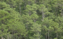 Foie gras de canard igp