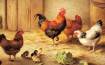 Plusieurs foyers de grippe aviaire en Aquitaine