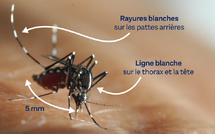 🦟 Le Moustique Tigre : Une Menace Silencieuse à Ne Pas Sous-Estimer 🌍 A LIRE ABSOLUMENT