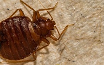 🪳 Punaises de Lit : Une Menace Silencieuse Qui Détruit Votre Santé et Votre Tranquillité ⚠️ A Lire ABSOLUMENT