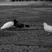 DSC_0470 copier.jpg DSC_0470 copier.jpg