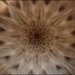 DSC_0147 copier.jpg