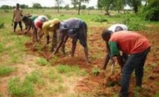 SENEGAL-AGRICULTURE-ORGANISATION :Des producteurs de Tambacounda et Koumpentoum forment une société agricole 