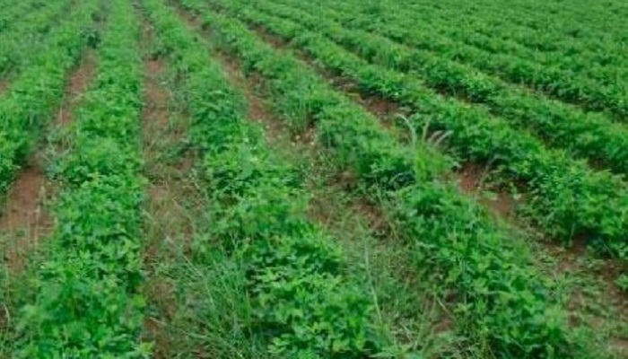 Sénégal : l’Initiative prospective agricole et rurale (IPAR) annonce le lancement de son Plan stratégique 2017-2021 
