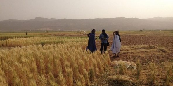 Agriculture : un blé dur super résistant à la chaleur mis au point au Maroc