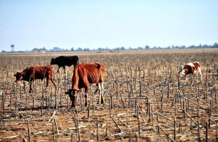 Afrique du Sud : la sécheresse a déjà coûté 1 milliard $ au secteur agricole du Cap occidental