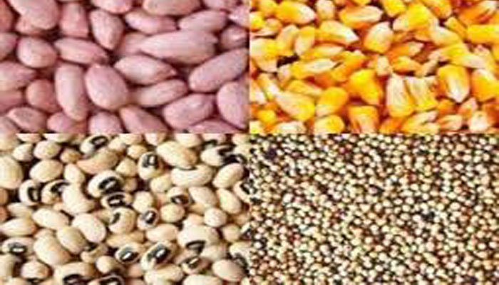 SENEGAL-AGRICULTURE LES PRODUCTEURS REDOUTENT QUE LES SEMENCES CERTIFIÉES N’ENTRENT DANS LE CIRCUIT DE LA COMMERCIALISATION