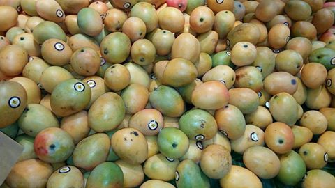 Ces mangues coûtent 15 euros le kg en France et moins de 500 FCFA au Sénégal soit 75 centimes