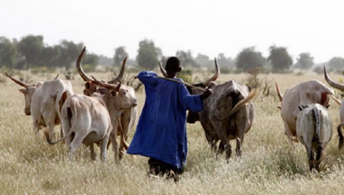 Sénégal : à Thiès, les éleveurs dénoncent un accaparement du foncier pastoral