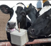 SENEGAL-FRANCE-ELEVAGE Plus d’un millier de bovins français pour booster la production laitière nationale 