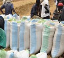 SENEGAL-AGRICULTURE-COMMERCE -L’autosuffisance en riz pourrait diminuer de 5 % la balance commerciale (officiel) 