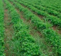Sénégal : l’Initiative prospective agricole et rurale (IPAR) annonce le lancement de son Plan stratégique 2017-2021 