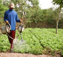 Sénégal : la JICA octroie 900 millions de FCFA en faveur des horticulteurs de la zone des Niayes 