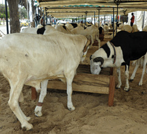 TABASKI 2017 : 22.756 moutons sont déjà entrés au Sénégal
