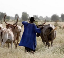 Sénégal : à Thiès, les éleveurs dénoncent un accaparement du foncier pastoral