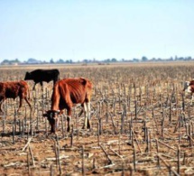 Afrique du Sud : la sécheresse a déjà coûté 1 milliard $ au secteur agricole du Cap occidental