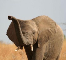 Côte d’Ivoire : la balance commerciale enregistre un excédent de 3,2 milliards $ en 2017, en hausse de 29,7%