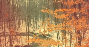 La gueule en V La gueule en V